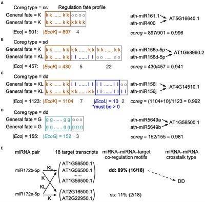 A microRNA–microRNA crosstalk network inferred from genome-wide single nucleotide polymorphism variants in natural populations of Arabidopsis thaliana